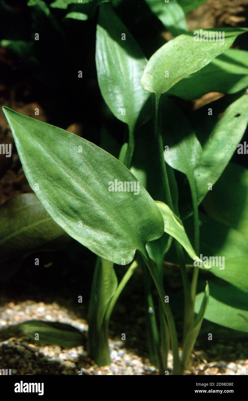 Cryptocoryne pontederiifolia is a marsh plant found only on the western coast of Sumatra, one of the largest islands in the Indonesian Archipelago Stock Photo