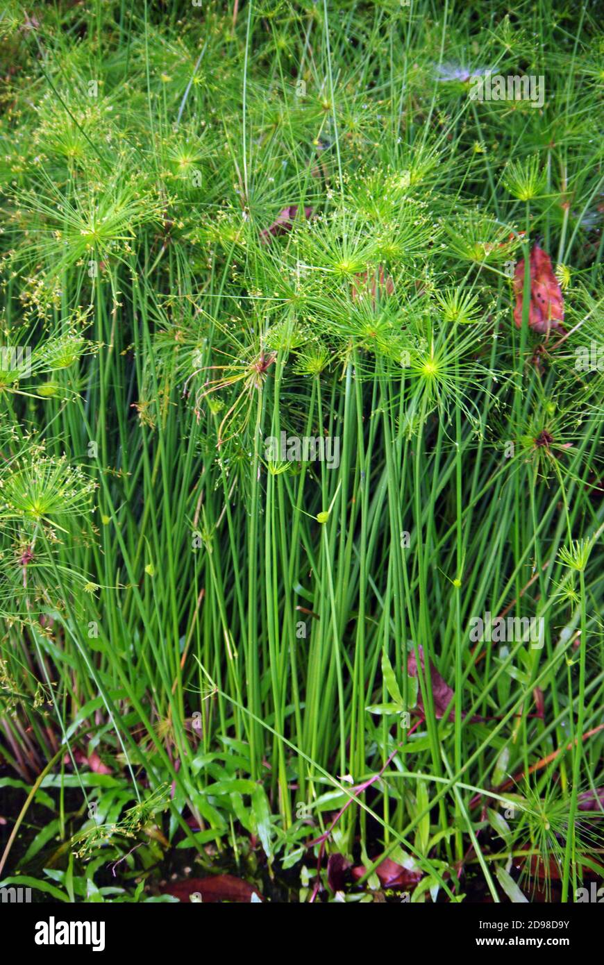 Cyperus papyrus, papyrus, papyrus sedge, paper reed, Indian matting plant or Nile grass, is an aquatic flowering plant belonging to Cyperaceae Stock Photo