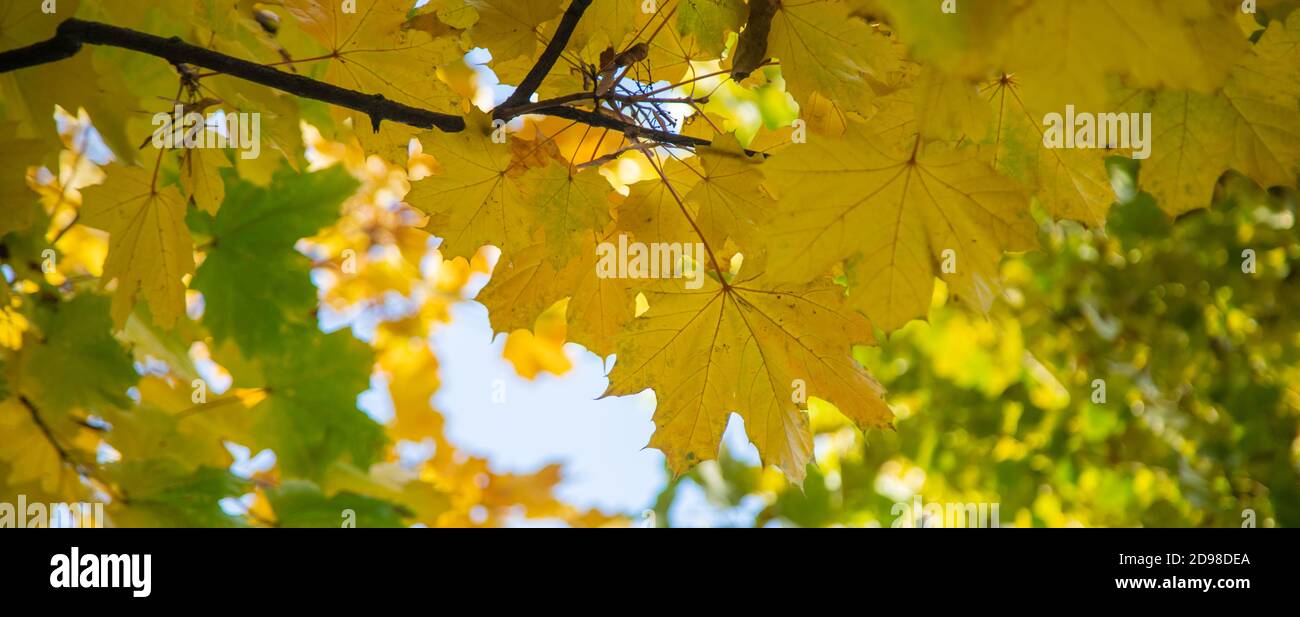 Autumn background with golden maple leaf, selective focus.nature Stock ...