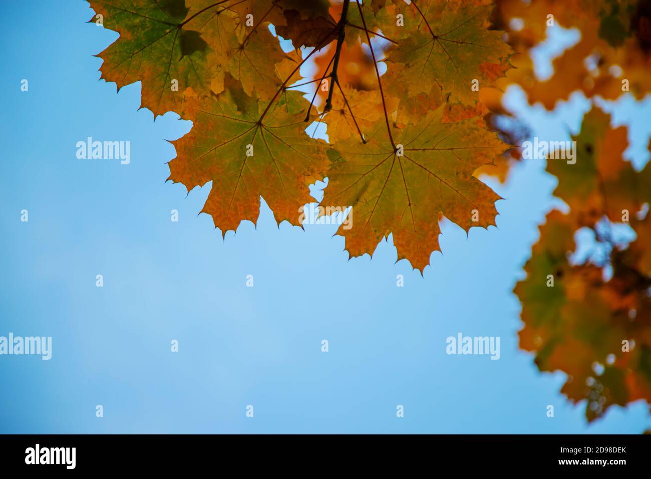 Autumn background with golden maple leaf, selective focus.nature Stock ...