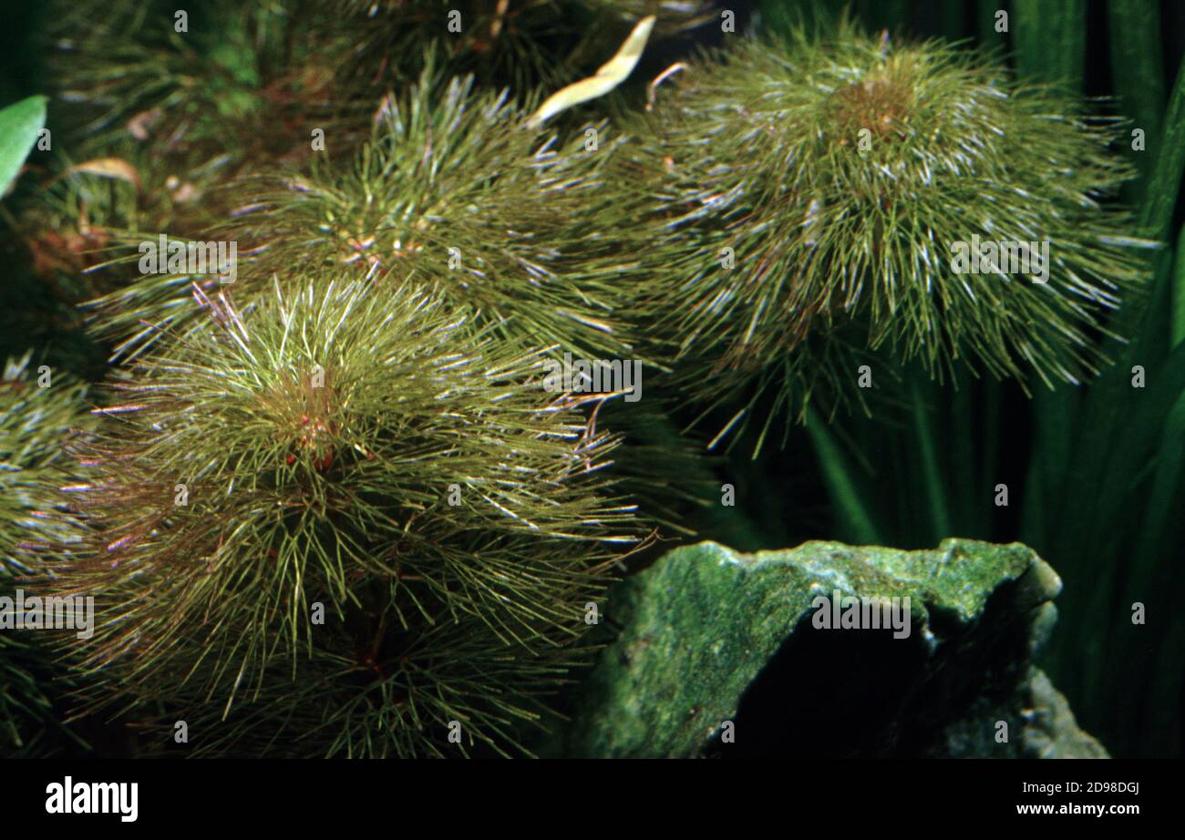 Cabomba Furcata Is A Species Of Aquatic Plant In The Water Shield Family Known By The Common Names Red Cabomba And Forked Fanwort Stock Photo Alamy