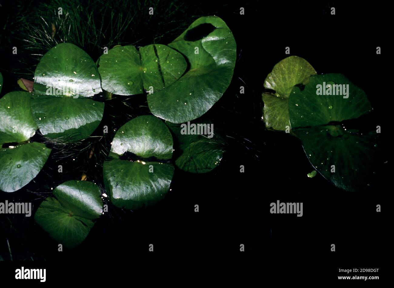 Carolina fanwort, Carolina water shield, common cabomba, fish grass, green cabomba, Washington grass (Cabomba caroliniana), floating leaves Stock Photo