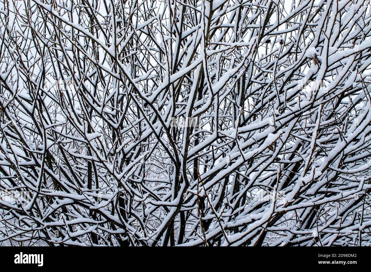 Abstract background from a pattern of snow-covered branches of a tree. Copy space, neutral winter palette, landscape, poster design Stock Photo