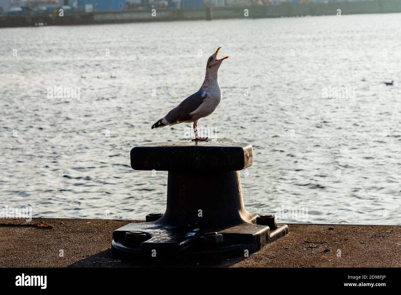 Impressionen aus dem Kieler Hafen im Spätherbst, Möwen auf einem Poller Stock Photo