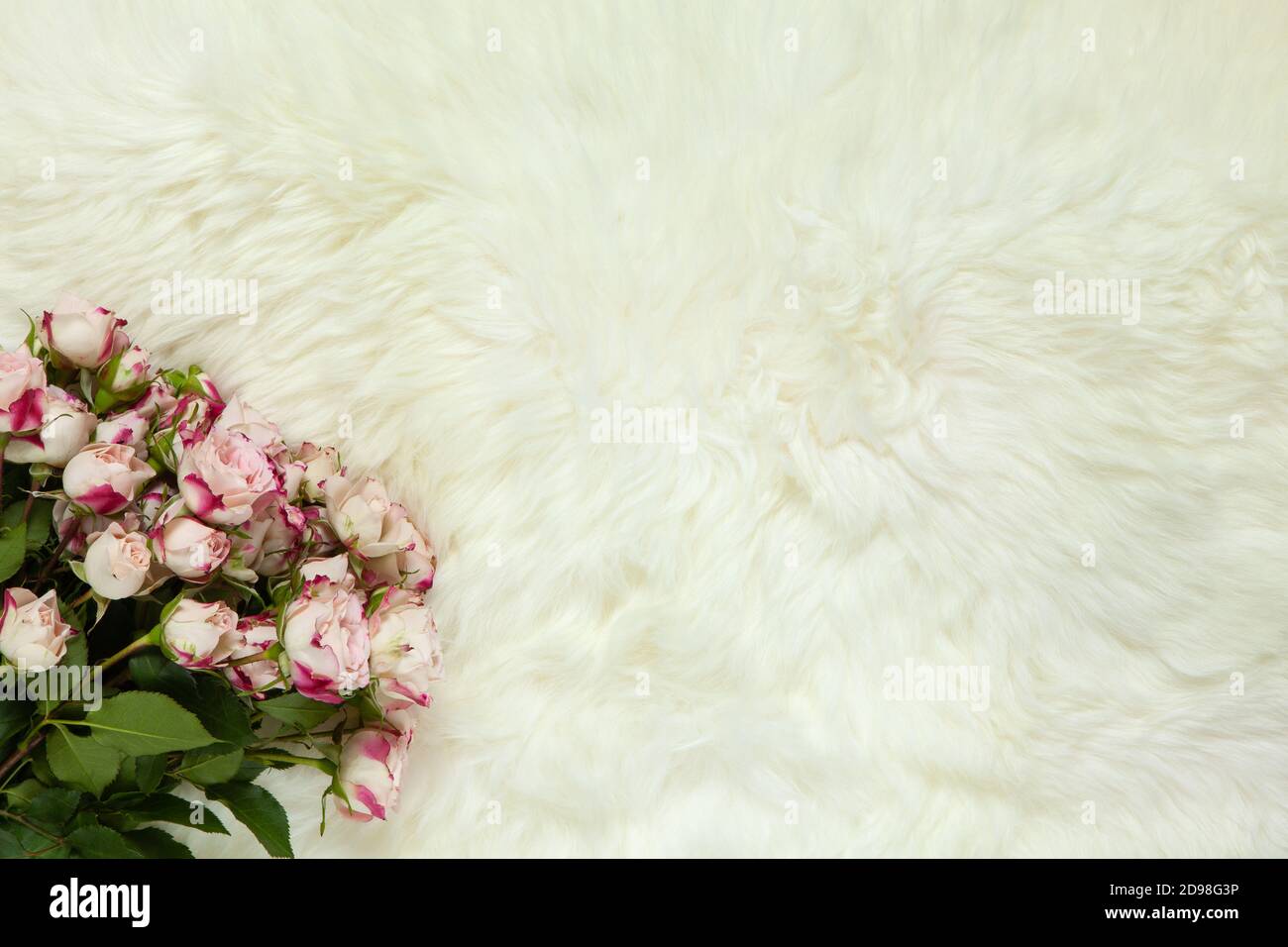 Bouquet of small roses on milk white fur carpet. Background with copy