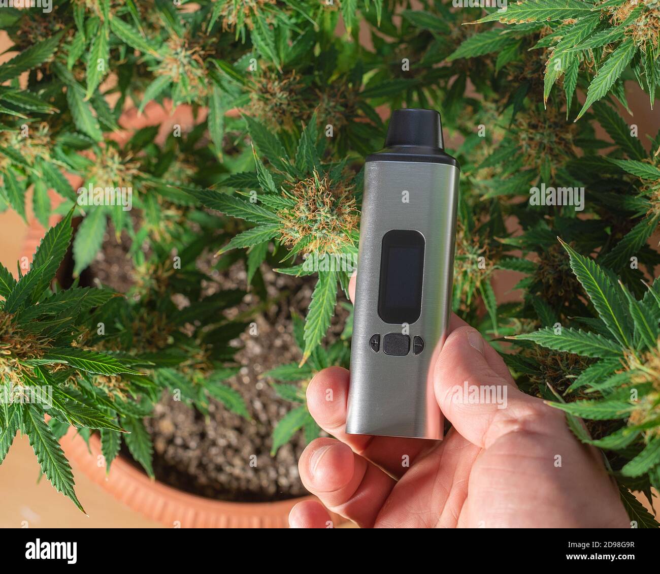 portable electronic vaporizer for smoking dry herbs in hand against the background of a bush of marijuana Stock Photo