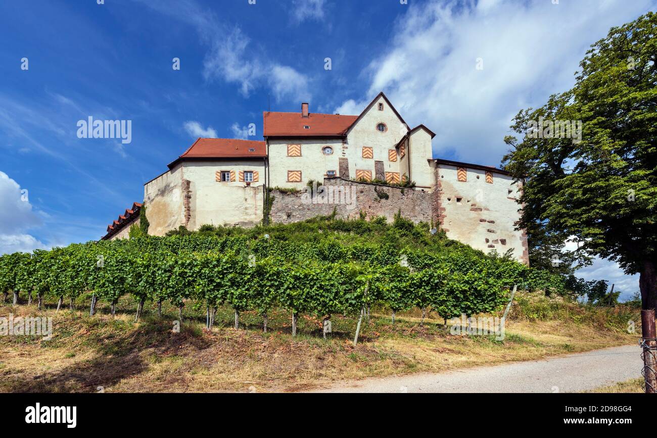 View of the castle Staufenberg with grapevines near the village Durbach_Ortenau, Baden Wuerttemberg, Germany Stock Photo