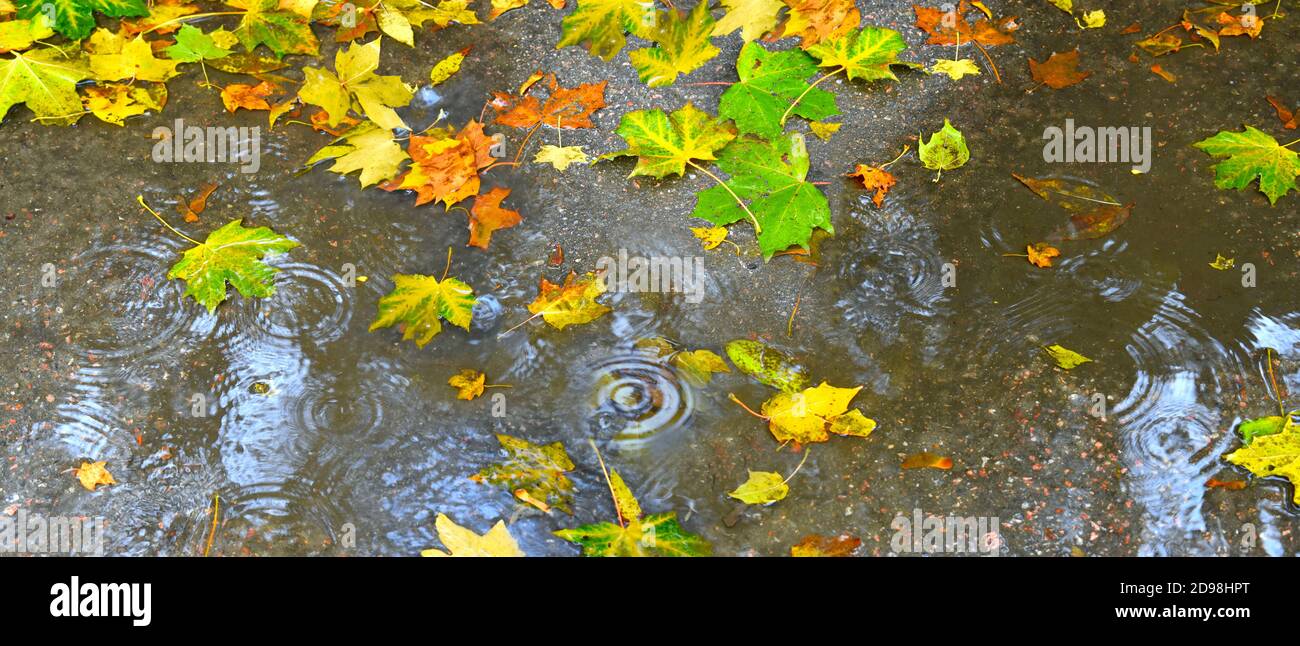 Autumn leaves floating in water puddle Stock Photo
