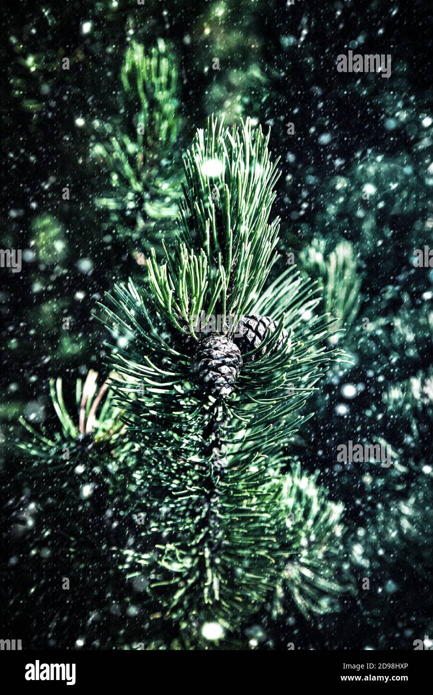 Nature background. Green branches of pine tree on snowfall Stock Photo ...