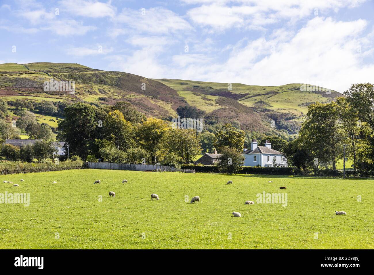 A field of sheep below Kirk Fell in the English Lake District in Lorton Vale at High Lorton, Cumbria UK Stock Photo