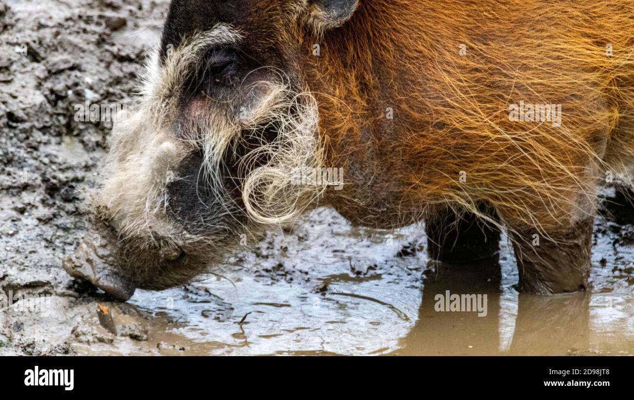 Close up Portrait of a Red River Hog (Potamochoerus porcus porcus) up to It’s Knees in Mud. Looks Like it is Smiling. Stock Photo