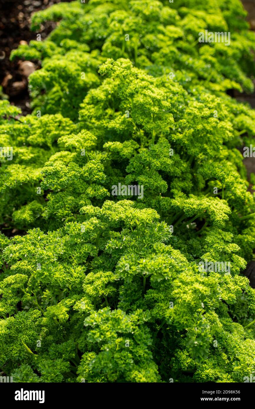 Parsley Champion moss curled Stock Photo Alamy