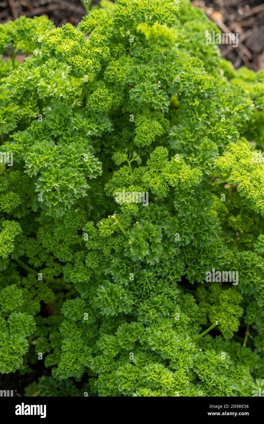 Moss curled parsley hires stock photography and images Alamy