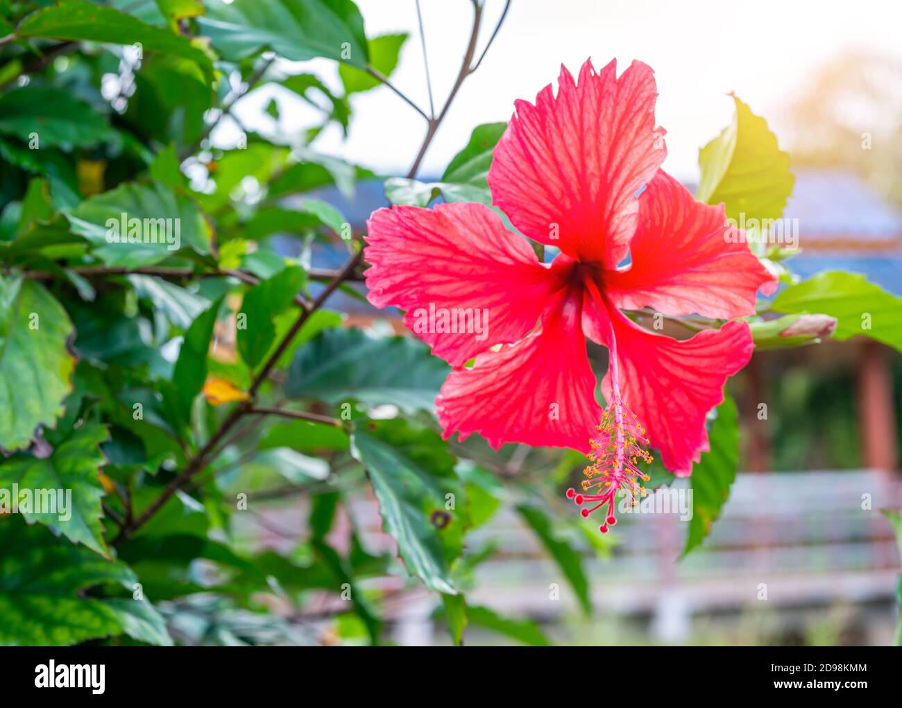 Hibiscus flower (disambiguation),  Hibiscus syriacus, and Hibiscus rosa-sinensis, flower on blurred green nature background, Abstract flower blurry ba Stock Photo