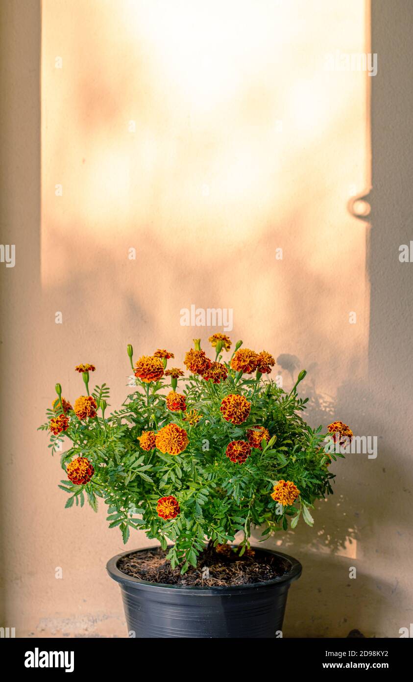 Marigold flower nature blurred on concrete texture background, Flower abstract background Stock Photo