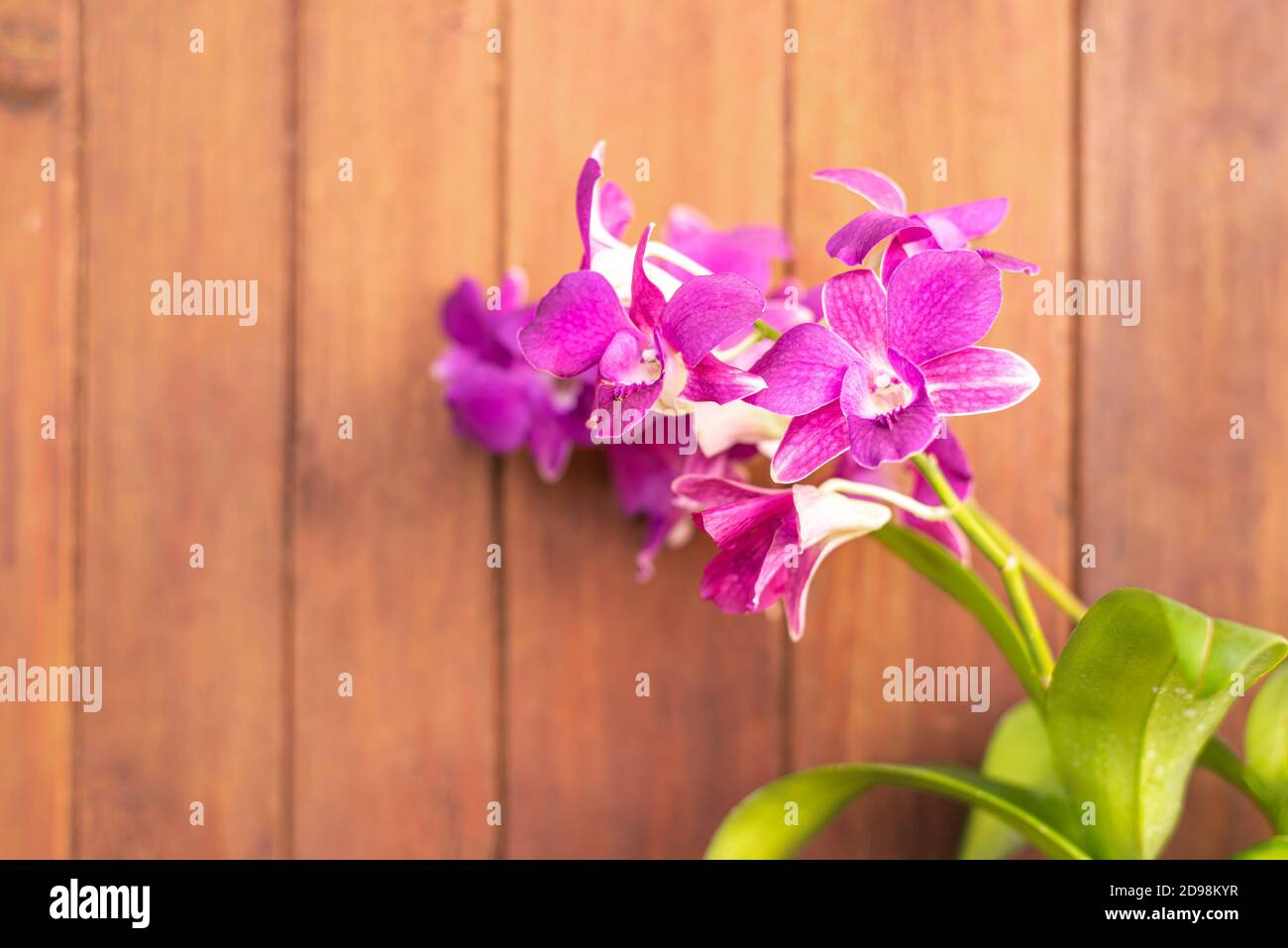 Dendrobium, Purple orchid, Orchid on blurred wooden background, Abstract flower purple color on blur background, Macro Stock Photo