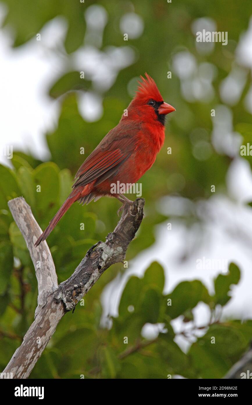 February Cardinal Northern Cardinal (Cardinalis cardinalis) adult male perched on dead ...