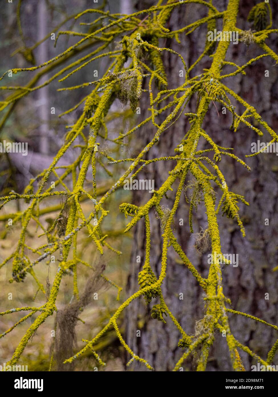 bright lime green moss covering a tree limb Stock Photo