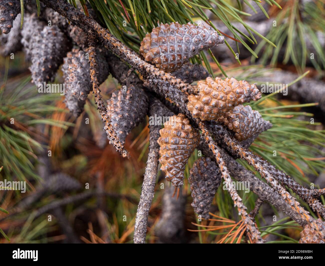 spiky pinecones hanging on tree Stock Photo
