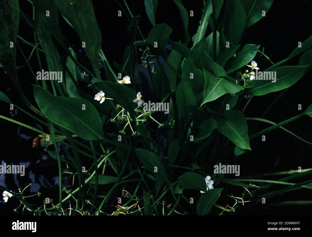 Amazon sword (Echinodorus macrophyllus) with flowers Stock Photo