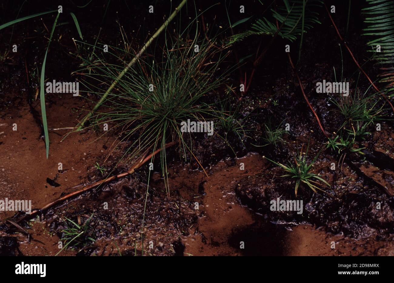 Dwarf Hairgrass, Needle Spikerush, Needle-Spike Rush or Hair Grass (Eleocharis acicularis) in his natural biotope Stock Photo