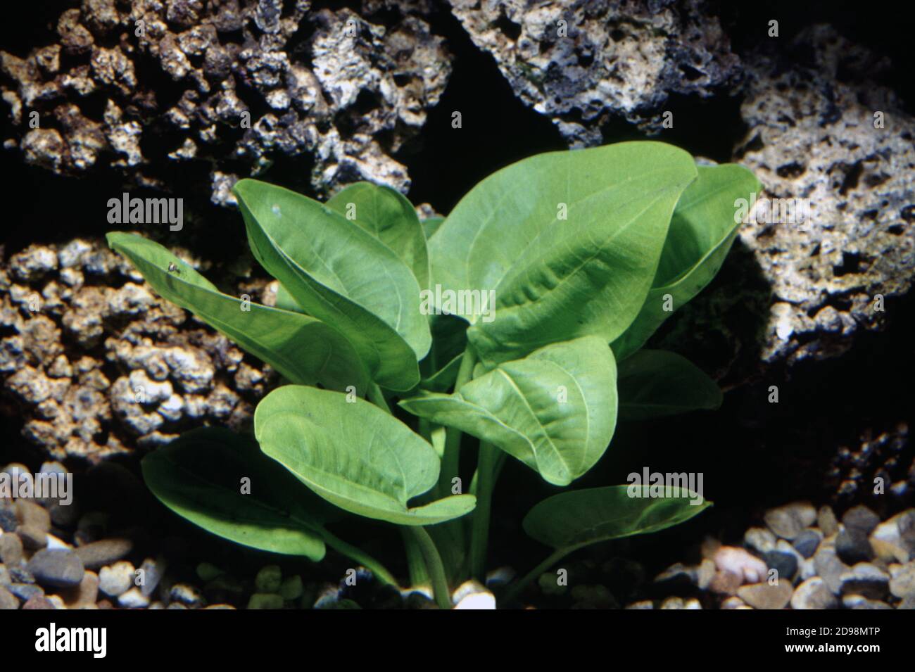 The best-known Echinodorus species used as medicinal plant in Brazil is Echinodorus scaber Rataj, heterotypic synonym of Echinodorus macrophyllus Stock Photo
