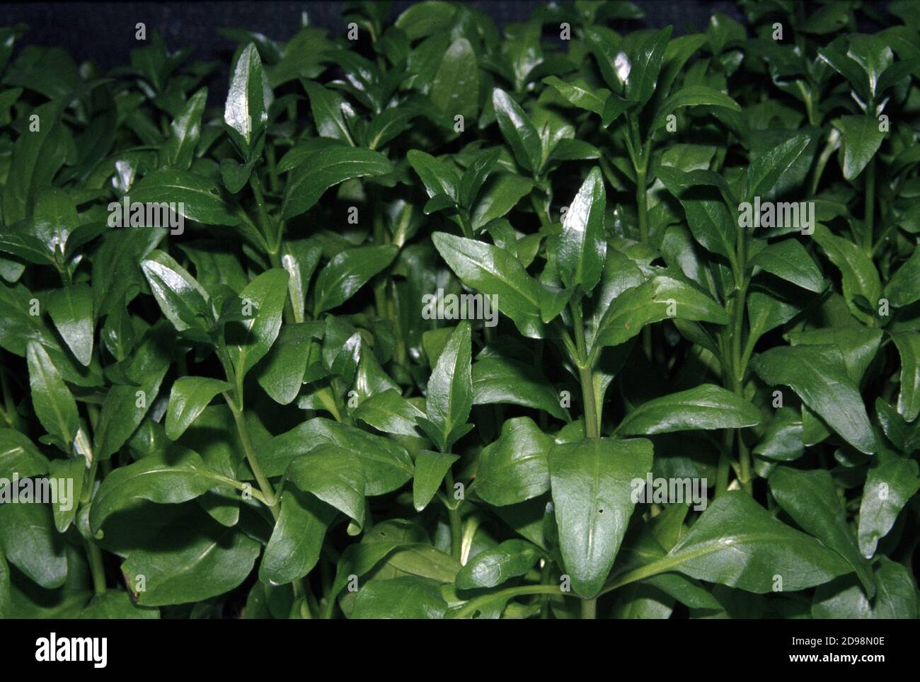 Senegal tea plant (Gymnocoronis spilanthoides) Stock Photo