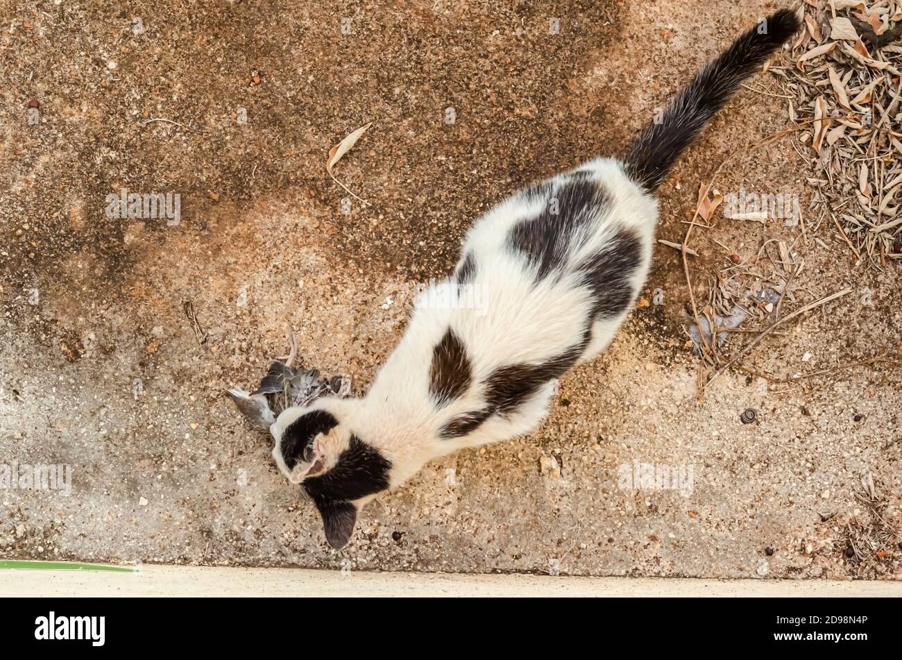 A Lemur cat crouches on a concrete pavement while eating a bird she caught. Stock Photo