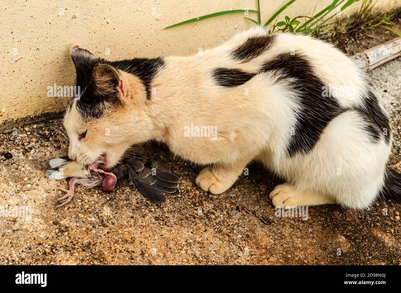A Lemur cat crouches on a concrete pavement close to a wall while eating a bird she caught. Stock Photo