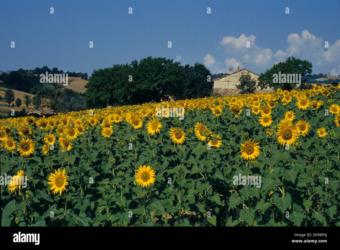 Sunflower fields italy hires stock photography and images Alamy