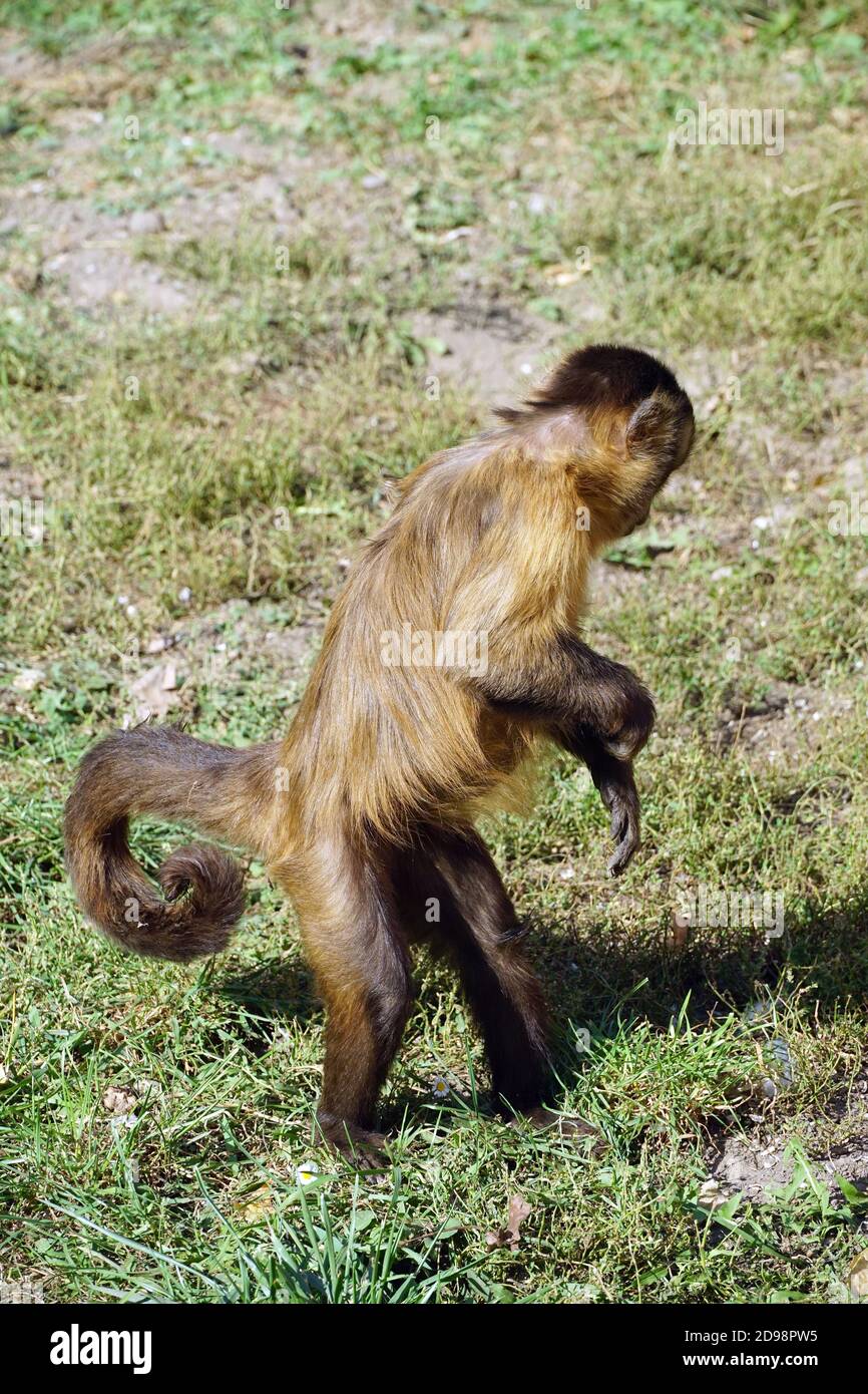 Tufted capuchin in Zoo, Gehaubter Kapuziner, Cebus apella, Sapajus apella, Apella csuklyásmajom Stock Photo