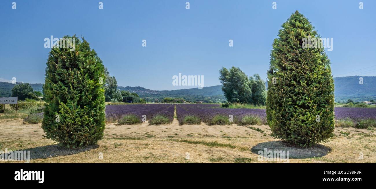Luberon lavender fields near Lacoste, Vaucluse department, Provence-Alpes-Côte d'Azur, Southern France Stock Photo