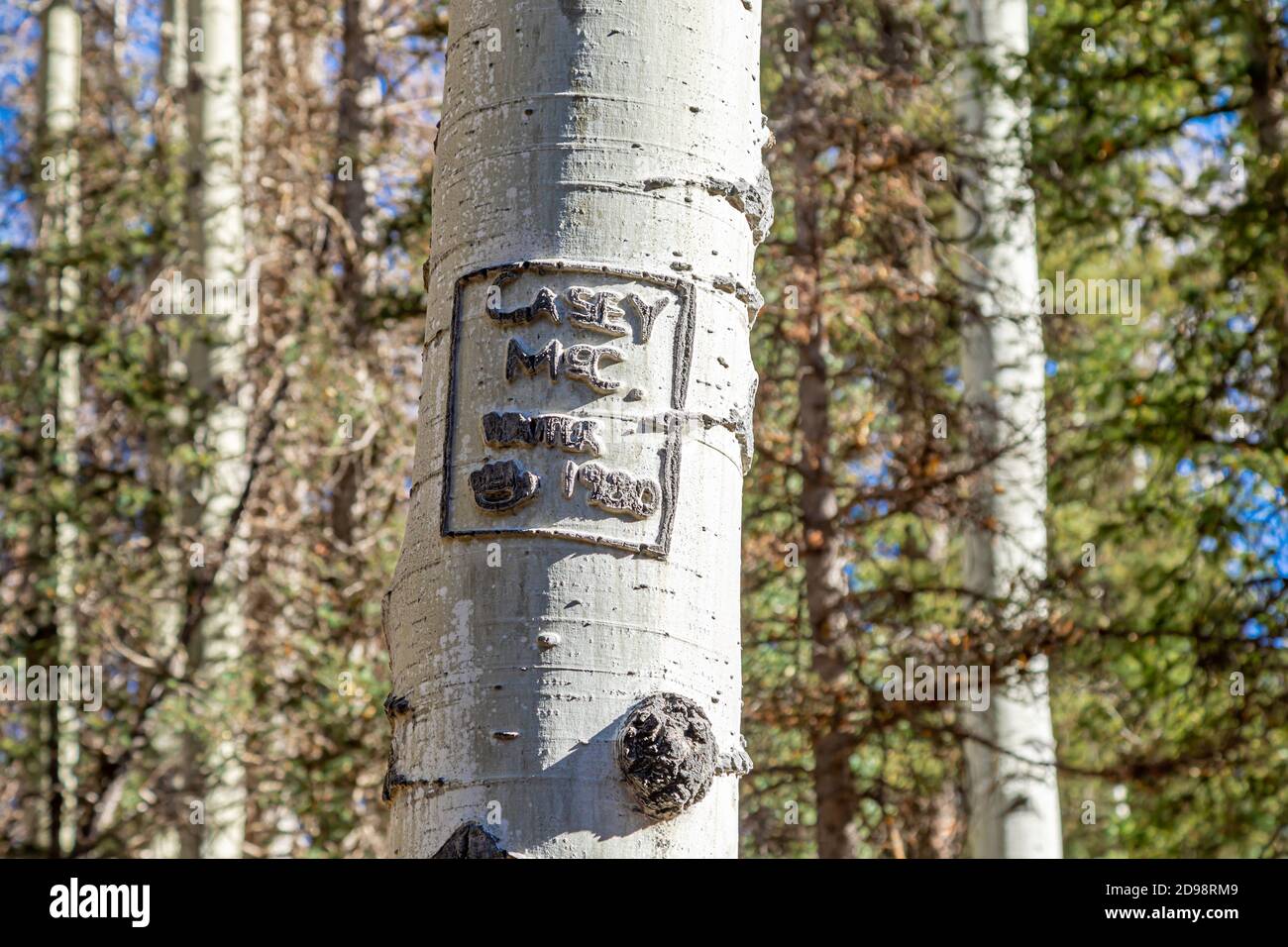 Old carving in the trunk of a birch tree in Dunton, Colorado Stock Photo