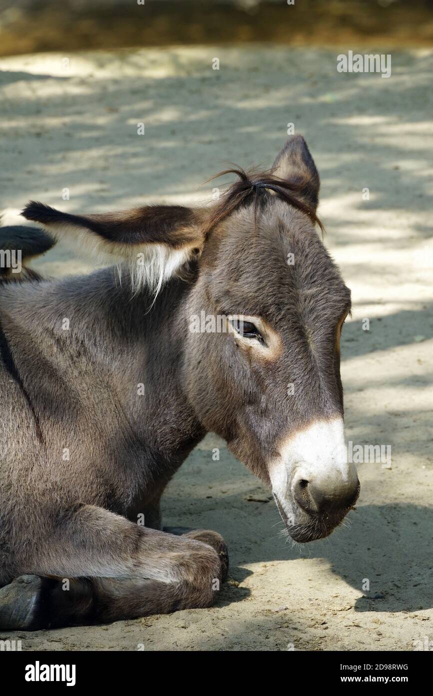 Donkey Hausesel Equus Africanus Asinus Háziszamár Stock Photo Alamy