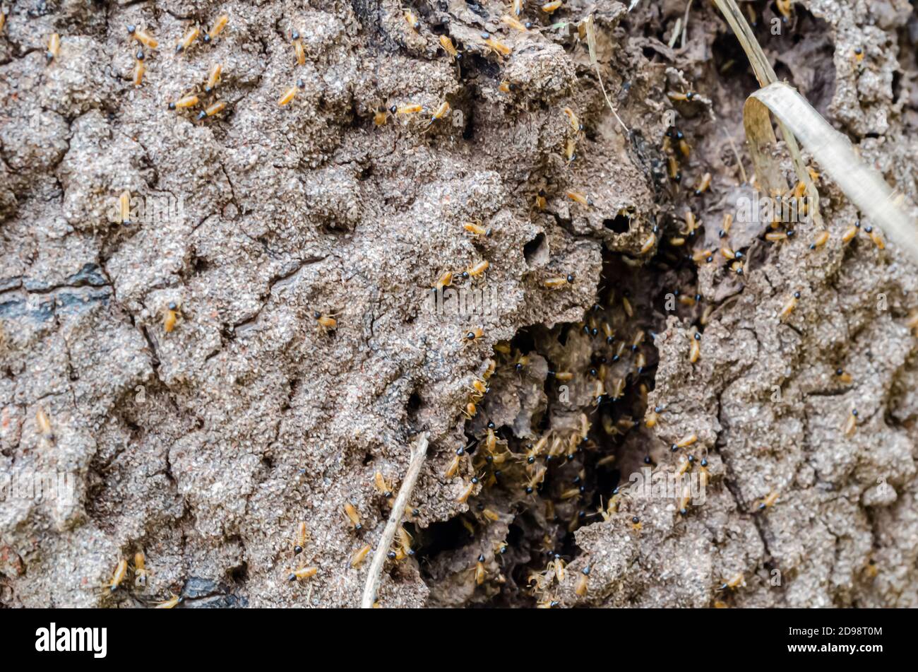 Closeup Of Outdoor Termite Nest Stock Photo