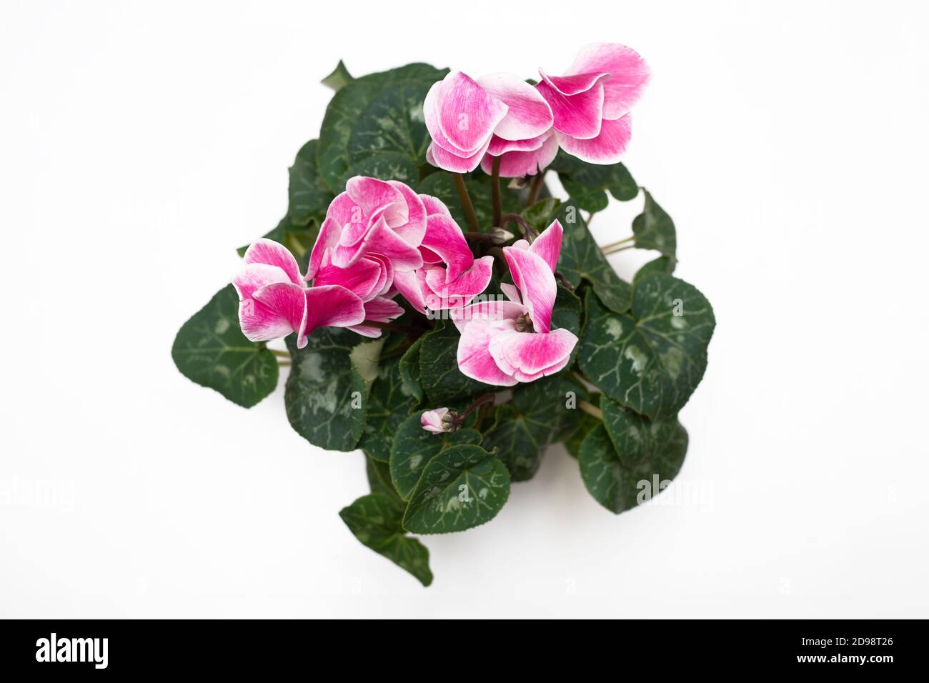 Photo of pink color Cyclomene persian flower pink color, top view, on a white background. Traditional medicine, herbal treatment. Cyclamen persicum Stock Photo