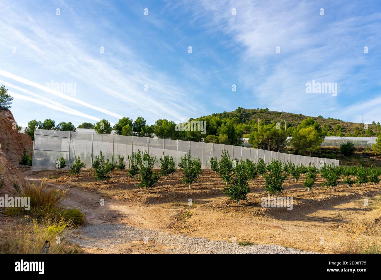 Field of cultivation of oranges, trees with many fruits at full maturity. Cultivation concept Stock Photo