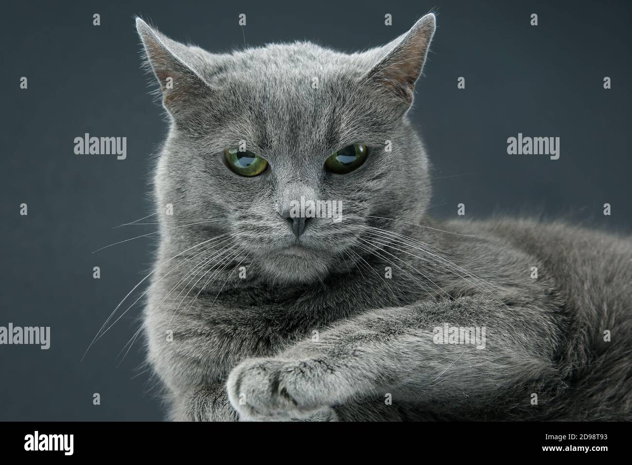 Studio Portrait Of A Beautiful Grey Cat Stock Photo Alamy