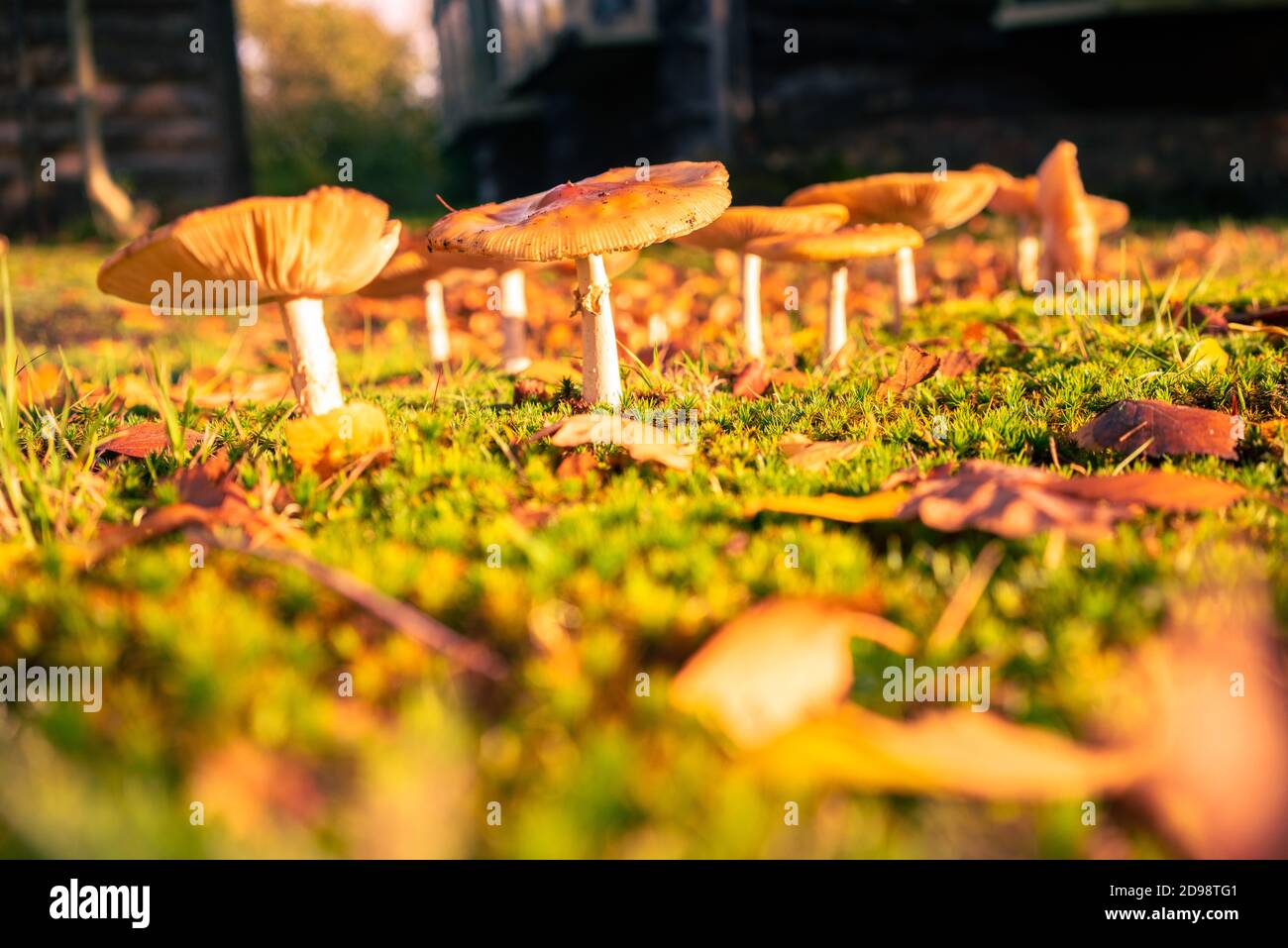 A mushroom or toadstool is the fleshy, spore-bearing fruiting body of a ...