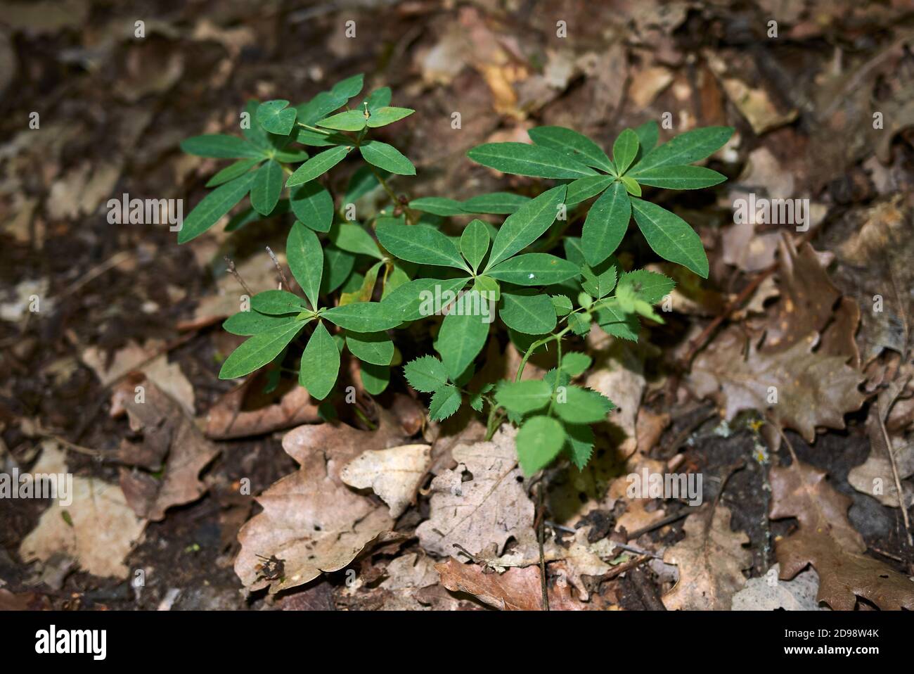 Euphorbia dulcis fresh plants Stock Photo