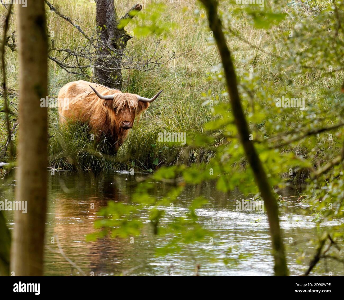 Highland cow drinking by the river Stock Photo