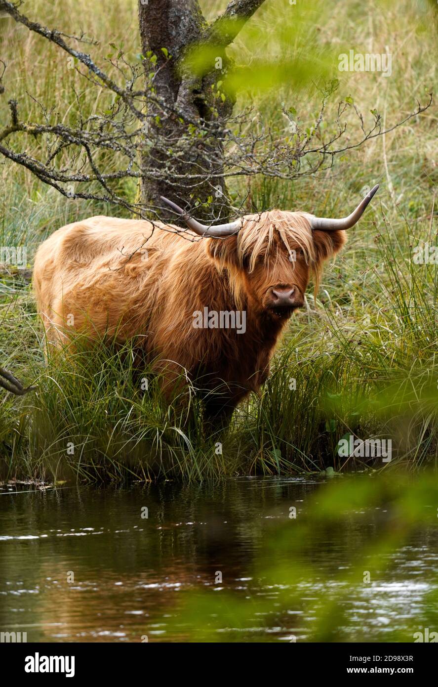 Highland cow drinking by the river Stock Photo