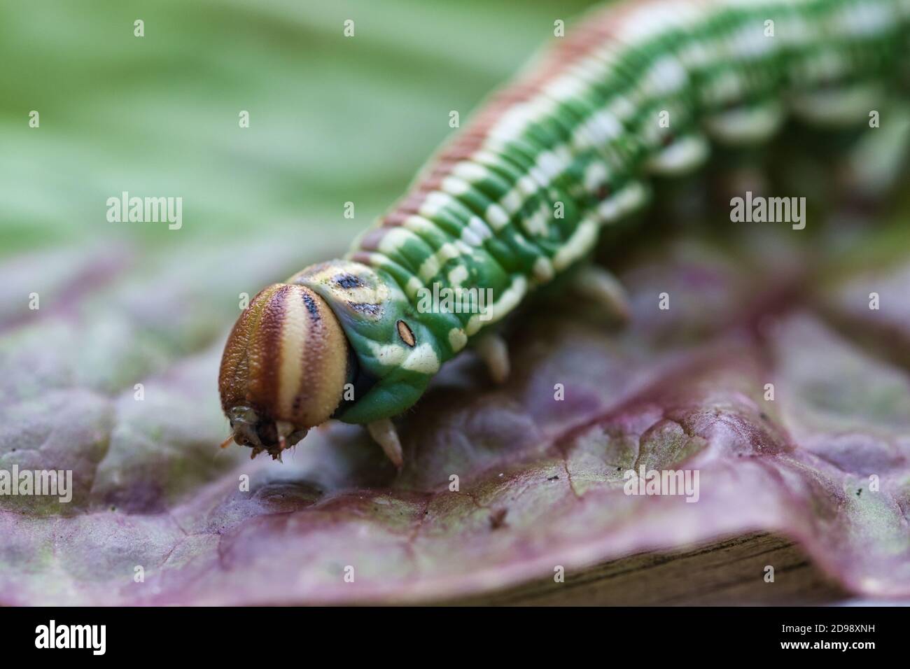 Pine hawk moth caterpillar macro, abstract blurred background with selective focus Stock Photo