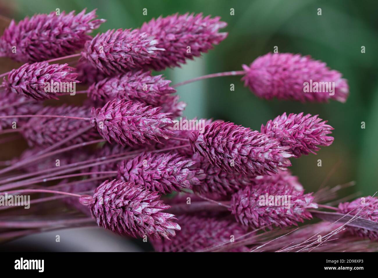 Pink mauve ornamental grass flowers close up, dry bunnytail texture on a dark green blurred background, artistic Stock Photo