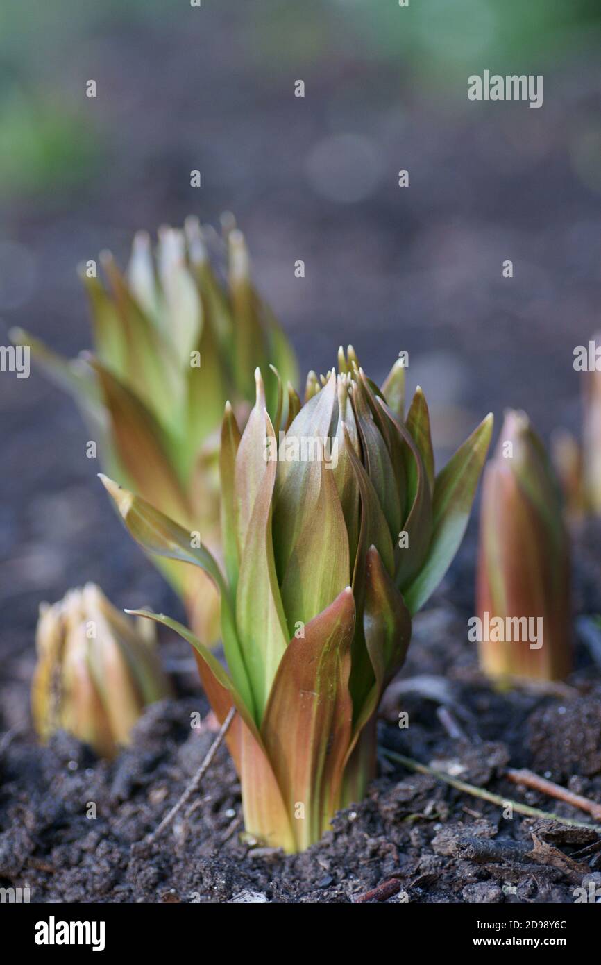 Emerging Crown Imperials Stock Photo Alamy