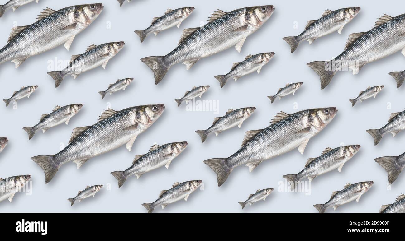 Colorful pattern of fish on pastel blue background. Creative minimal concept. Flat lay. Vector illustration. Stock Photo