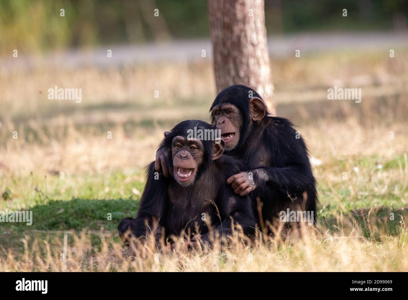 Two Monkeys Sitting And Having Fun Stock Photo Alamy