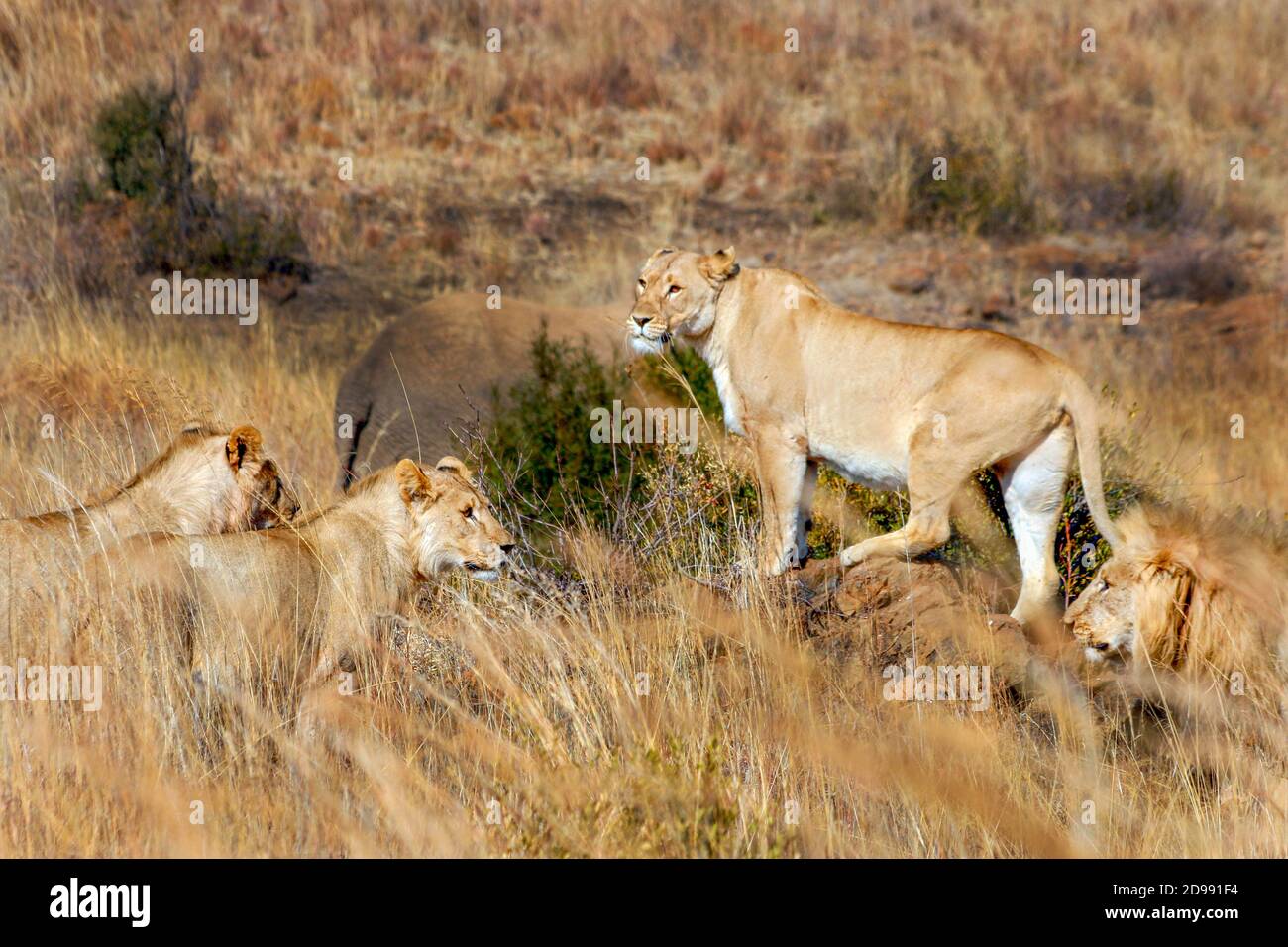 Zimbabwe is mostly grassland, but its mountains give way to tropical and hardwood forests. Zimbabwe supports the second largest population of elephants, important and growing populations of lion and wild dogs, and was once the agricultural breadbasket in Africa. The prominent wild fauna includes African buffalo, African bush elephant, black rhinoceros, southern giraffe, African leopard, lion, plains zebra, and several antelope species. Zimbabwe. Stock Photo