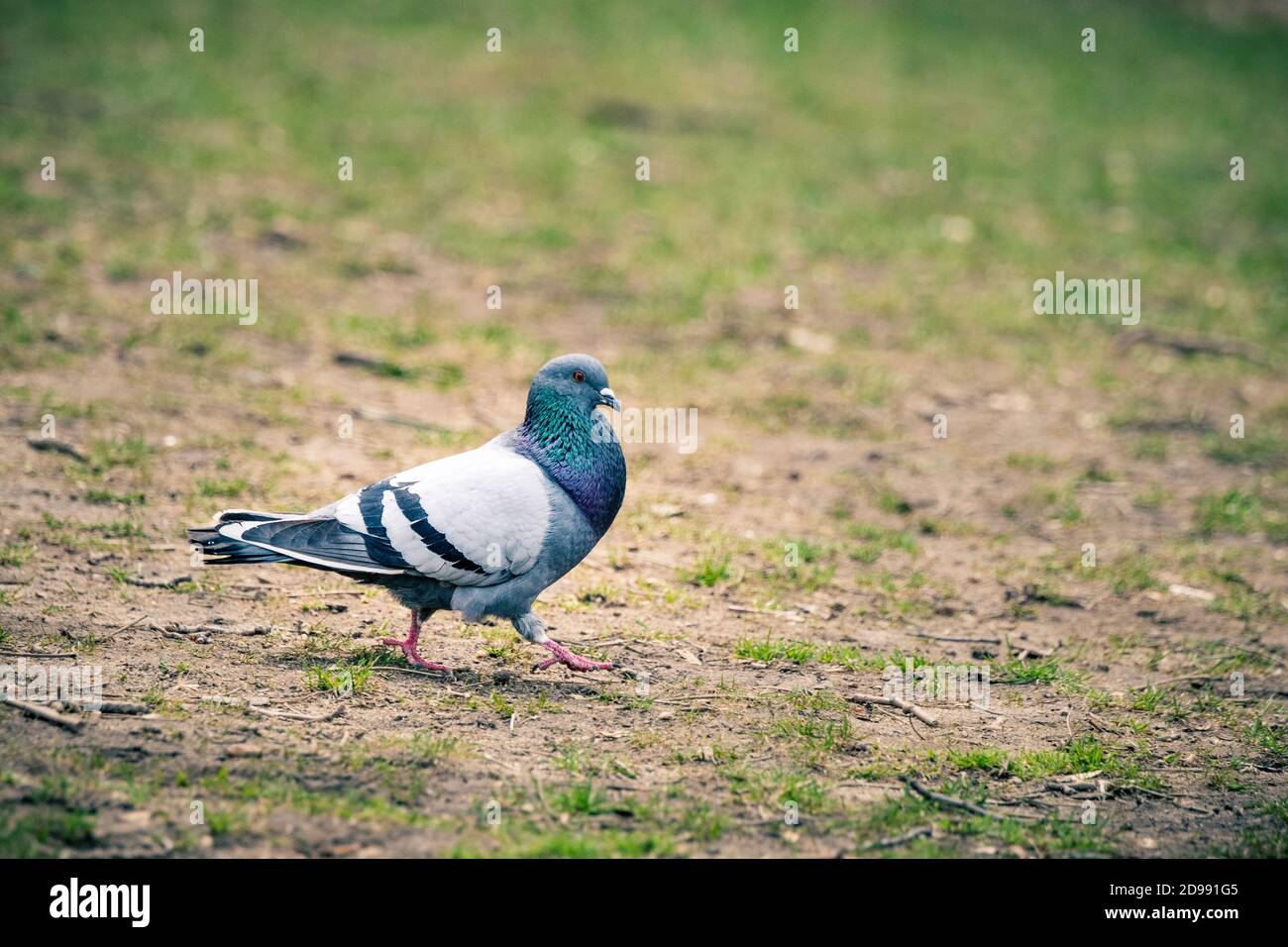 Domestic pigeon, Columba livia domestica, in Washington Square Park, Greenwich Village, New York City, USA Stock Photo
