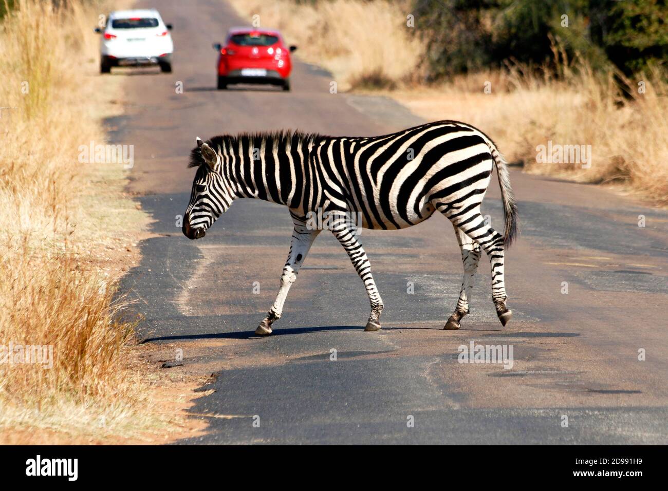 A Zibra crossing the road. Zimbabwe is mostly grassland, but its mountains give way to tropical and hardwood forests. Zimbabwe supports the second largest population of elephants, important and growing populations of lion and wild dogs, and was once the agricultural breadbasket in Africa. The prominent wild fauna includes African buffalo, African bush elephant, black rhinoceros, southern giraffe, African leopard, lion, plains zebra, and several antelope species. Zimbabwe. Stock Photo